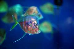 Jigsaw : Glowing Fish