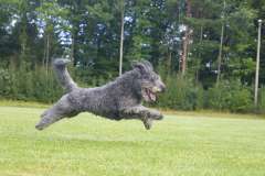 Jigsaw : Dog Mid Leap