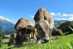 Jigsaw : Cows in Austria