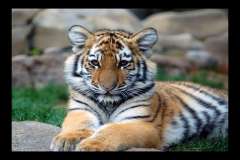 Jigsaw : Tiger Cub